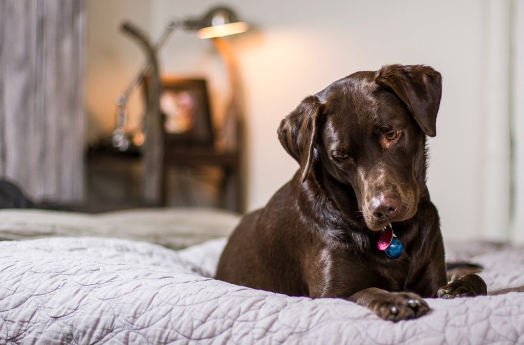 indestructible dog bed