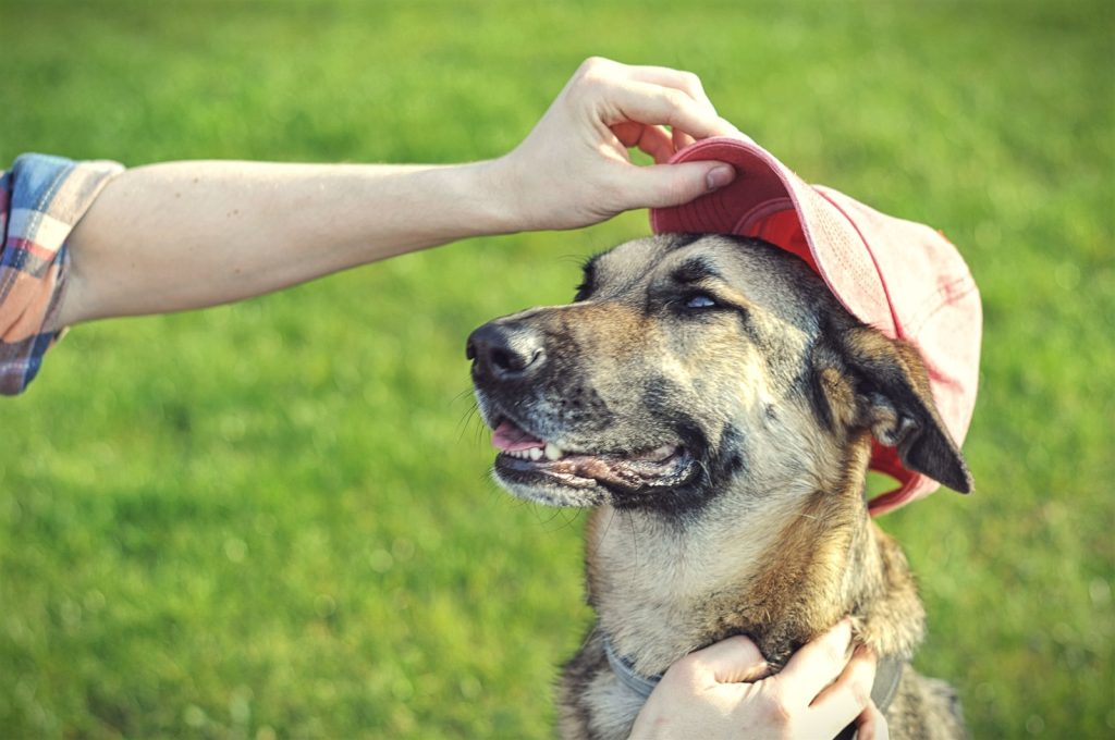 outdoor heated beds for dogs