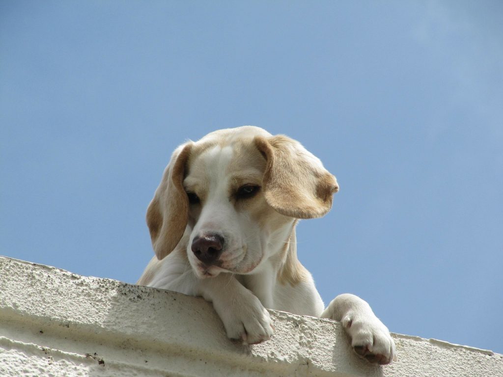 dog bed with a roof