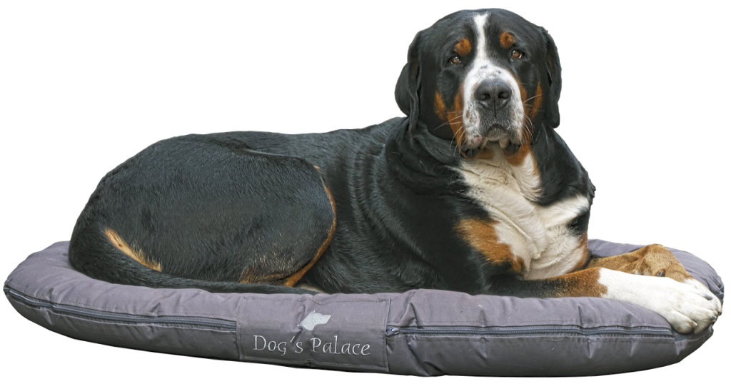 extra-large dog pillow