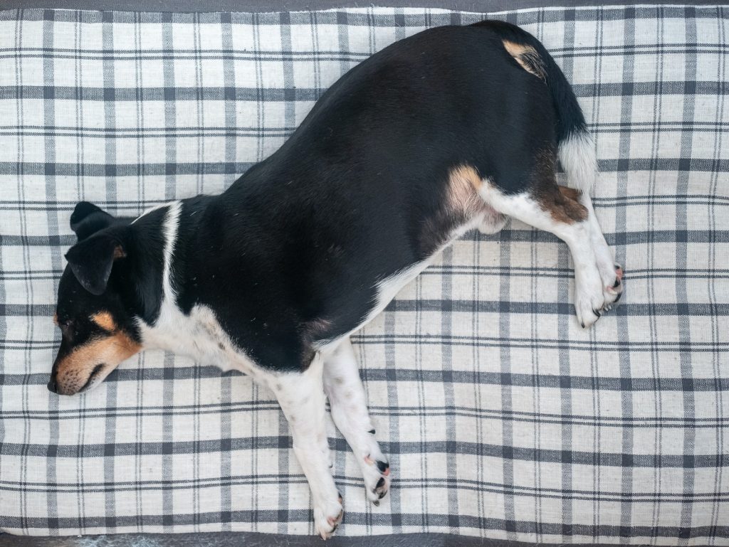 short-coated black and white dog lying in bed