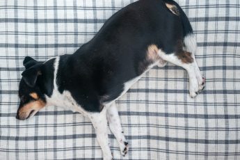 short-coated black and white dog lying in bed