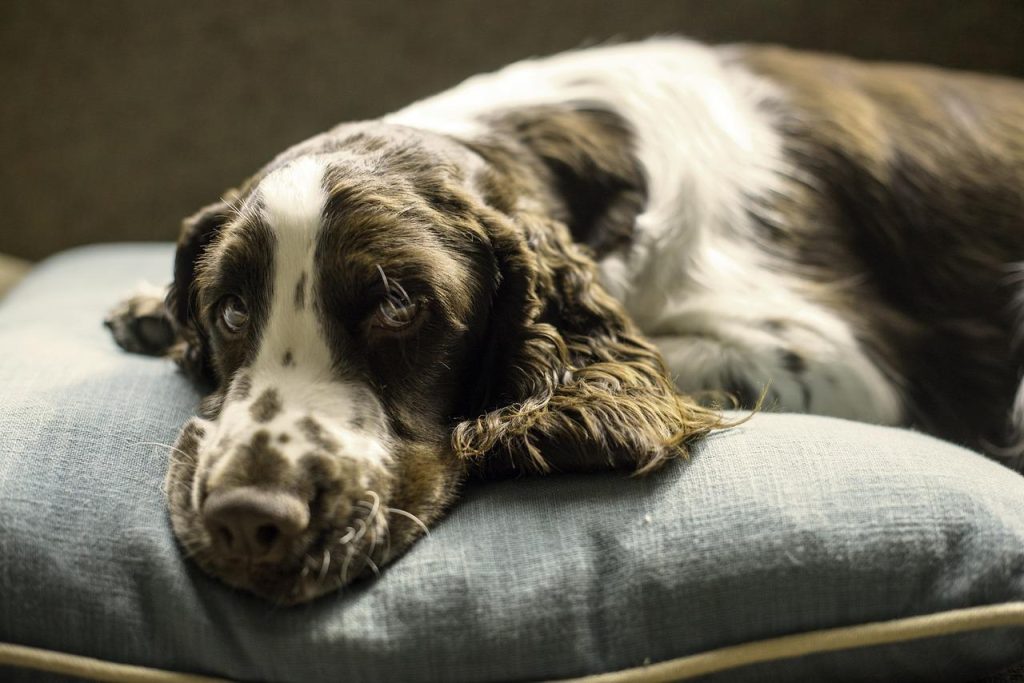 large breed dog's bed