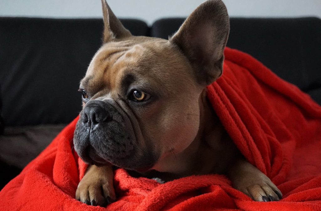 heated dog blankets