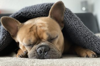dog blankets cheap