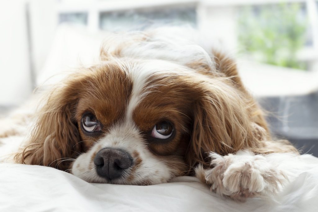 therapeutic dog beds