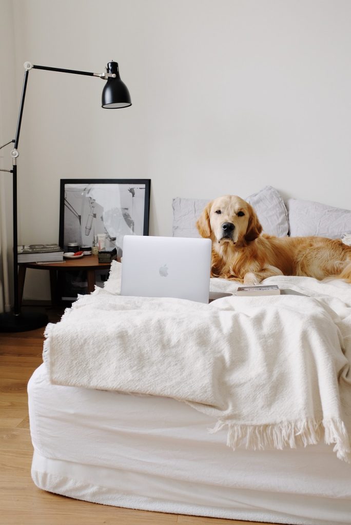 therapeutic beds for dogs