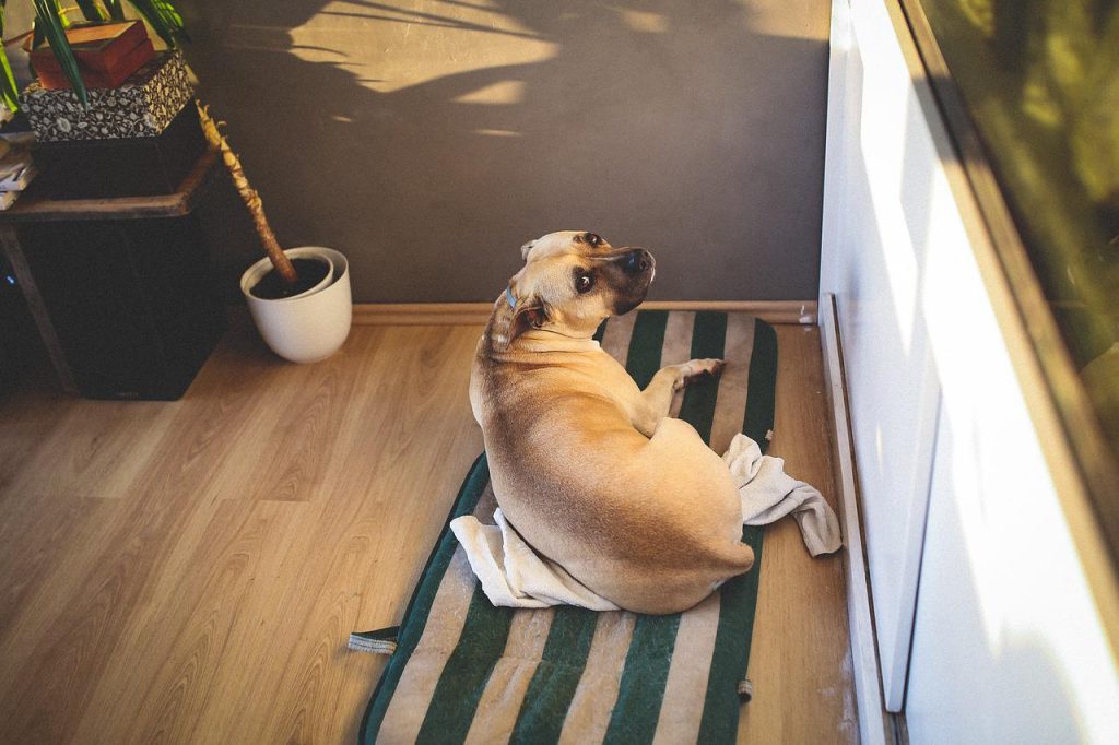 large breed dog bed