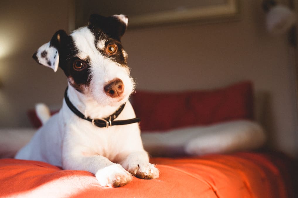 best indestructible dog bed