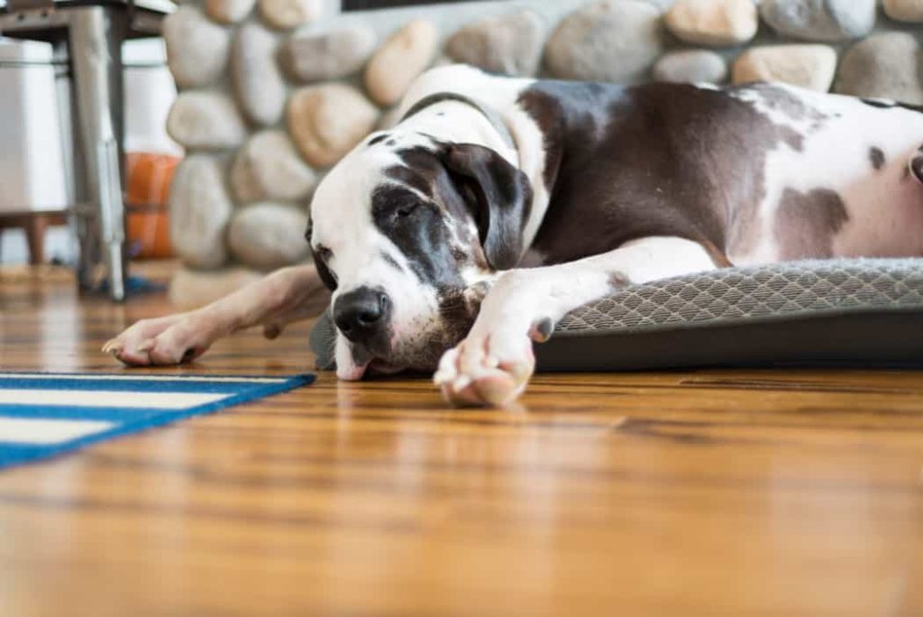 dog bed you can wash