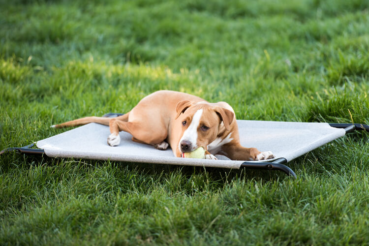 non chew dog bed