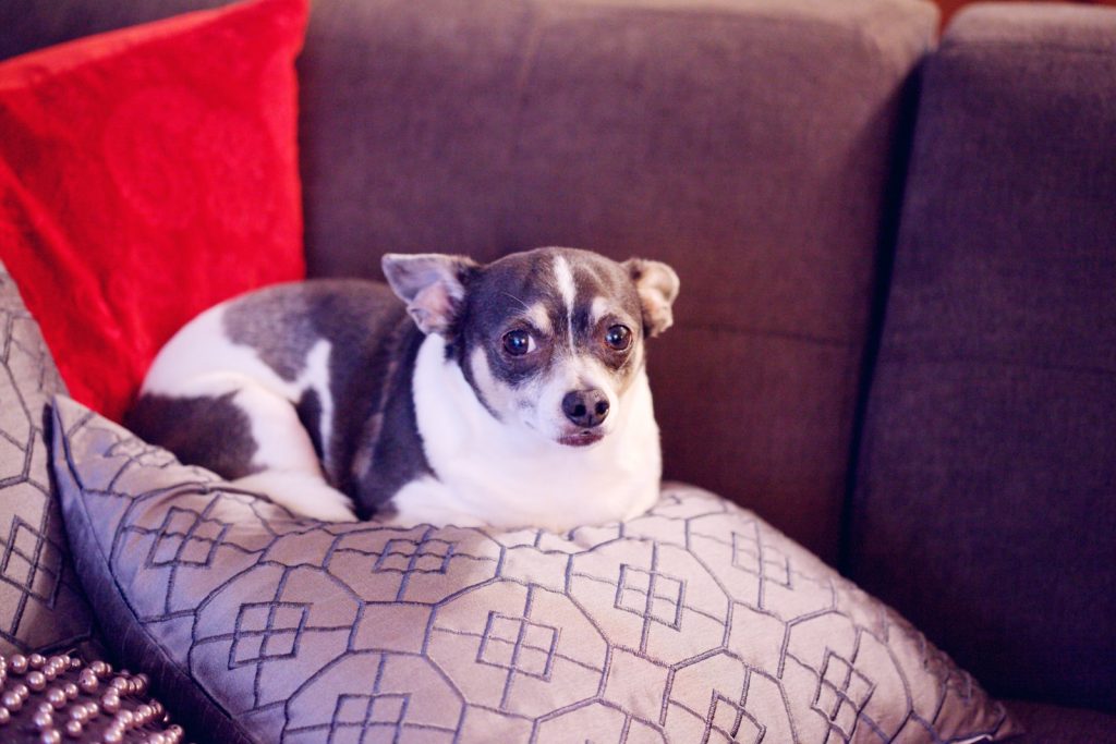 small dog cushion