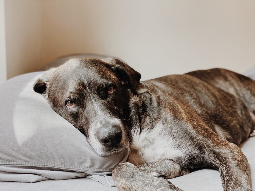 memory foam dog bed