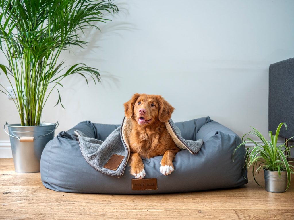 Comfortable Beds For Dogs