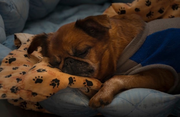 washable dog bed covers